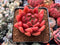 Echeveria Agavoides 'Shooting Star' 3" Succulent Plant