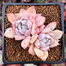 Echeveria 'Larega' 1" Cluster Succulent Plant