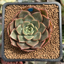 Echeveria 'Rosa' 1"-2" Succulent Plant