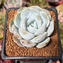 Echeveria 'White One' 2" Powdery Succulent Plant