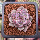Echeveria 'Herbion' 1" Succulent Plant