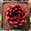 Echeveria Agavoides 'Signature' 2" Succulent Plant