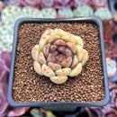 Echeveria 'Citrine' 1"-2" Seed Grown Air Magic Hybrid Succulent Plant