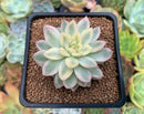 Echeveria 'Mebina' Variegated 2" Succulent Plant