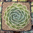 Echeveria 'Onslow' 3" Succulent Plant