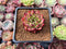 Echeveria Agavoides 'Sarabony' 1" Succulent Plant
