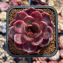 Echeveria 'Blackroy' 2" Succulent Plant