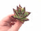 Echeveria Agavoides  Ebony 2” Rare Succulent Plant
