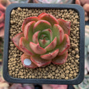 Echeveria 'Hailey' 2" Succulent Plant