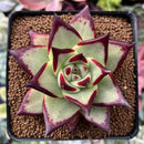 Echeveria Agavoides 'Black King' 3" Succulent Plant
