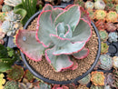 Echeveria 'Flying Cloud' Variegated 5" Succulent Plant