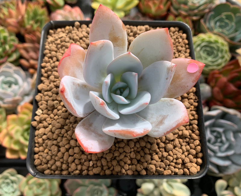 white lotus succulent Echeveria 'White Lotus' 3" Powdery Succulent Plant – True Succulents Plant Co