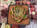 Echeveria 'Marshmallow' 3" Succulent Plant