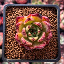 Echeveria Agavoides 'Sarabony' 1" Selected Clone Succulent Plant