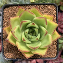 Echeveria Agavoides 'Ebony' 3"-4" Succulent Plant