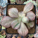 Echeveria 'Suyon Frill' Variegated 3" Succulent Plant