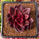 Echeveria Agavoides 'Pine Rose' 1"-2" Succulent Plant