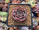 Echeveria 'Hongye' 2" Succulent Plant