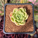 Echeveria 'Super Jelly' 1" Succulent Plant