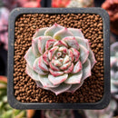 Echeveria 'Red Velvet' 1" Succulent Plant