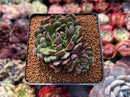 Echeveria 'Scorpio' 2" Succulent Plant