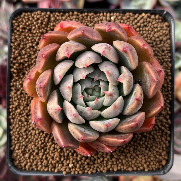 Echeveria 'Momentum' 3