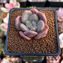 Echeveria 'Valentine' 1" Succulent Plant