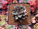 Echeveria 'Monocerotis' Lightly Variegated 2" Succulent Plant
