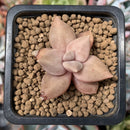 Echeveria 'Xichuensis' 1" Small Succulent Plant