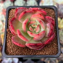 Echeveria 'Glam Pink' 2" Succulent Plant