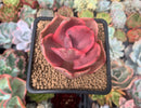 Echeveria 'Golden State' Variegated 2" Succulent Plant