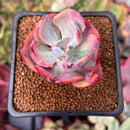 Echeveria 'Beyonce' Variegated 1"-2" Succulent Plant