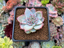 Echeveria 'Shinebright' 1" Succulent Plant