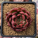Echeveria Agavoides 'Prolifera' 3" Succulent Plant