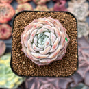 Echeveria 'Pure Love' 1"-2" Succulent Plant
