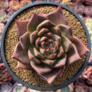 Echeveria Agavoides 'Flower Star' 4" Succulent Plant