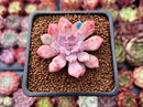 Echeveria 'Devolution' 1"-2" New Hybrid Succulent Plant