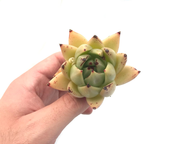 Echeveria Agavoides ‘Royal’ 3” Rare Succulent Plant