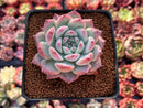 Echeveria 'Colorata' 2"-3" Succulent Plant