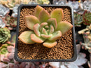 Echeveria 'Orange Champaign' 2" Succulent Plant
