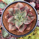 Echeveria 'Minigosaong' Non-Variegated 3"-4" Succulent Plant