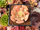 Echeveria 'Blade Runner' 2" Succulent Plant