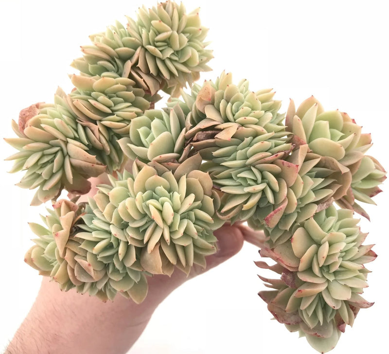Echeveria Pastel Crested Extra Large 8” Rare Succulent Plant
