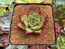 Echeveria Agavoides sp. 2" Succulent Plant