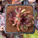 Echeveria 'Violet Cheese' 2" Cluster Succulent Plant