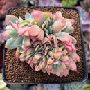 Echeveria 'Irish Domingo' Crested 3" Succulent Plant