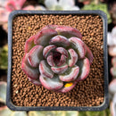 Echeveria 'Odette' 1"-2" Succulent Plant