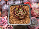 Echeveria Agavoides 'Ebony' 1" Succulent Plant