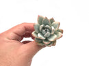 Pachyveria ‘Simonoasa’ Variegated 2" Succulent Plant