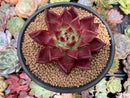 Echeveria Agavoides 'Hongro' 5" Succulent Plant